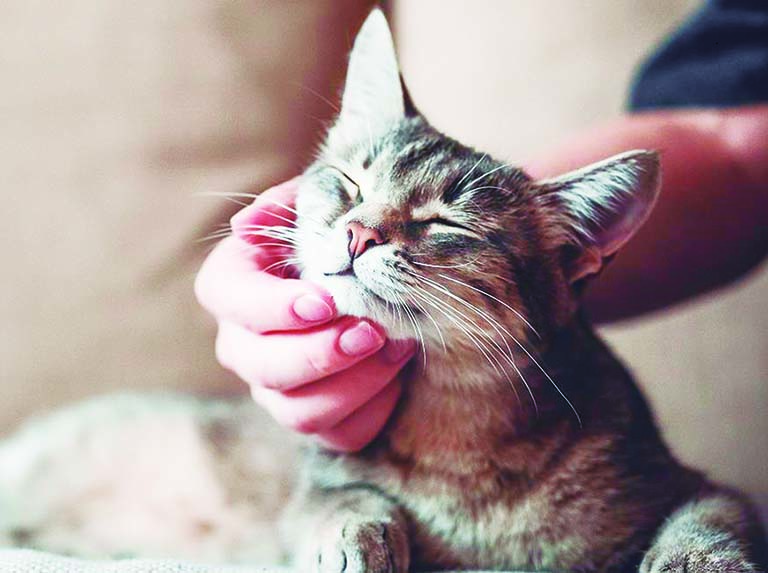 Gatito