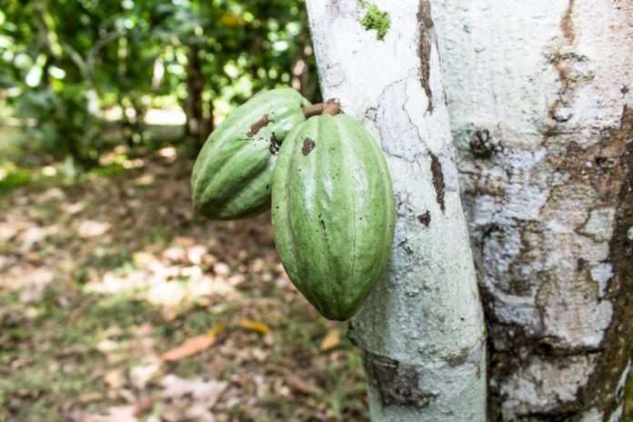 En el estado Miranda, una zona cacaotera con mucha tradición en el país, abrió sus puertas la Hacienda La Ribereña