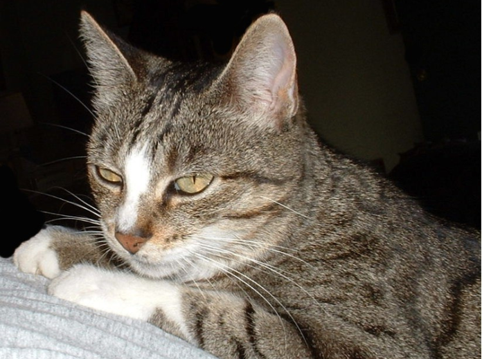 Omega, mi primer gatito